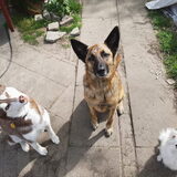 Foto van Dutchshepherdteam