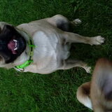 Foto van Nori met Chewy, Ayla, Leiah & Mace