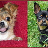 Foto van Marga en de honden Balou R.I.P., Lotus en kat Nemo.