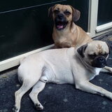 Foto van Nori met Chewy, Ayla, Leiah & Mace