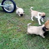 Foto van Nori met Chewy, Ayla, Leiah & Mace