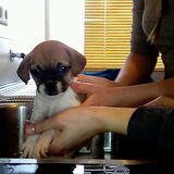 Foto van Nori met Chewy, Ayla, Leiah & Mace