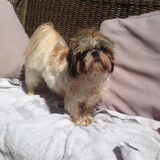Foto van Cai de shih tzu