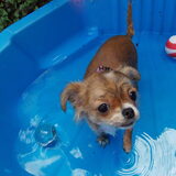 Foto van Marga en de honden Balou R.I.P., Lotus en kat Nemo.