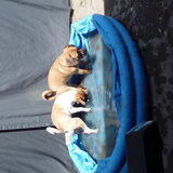 Foto van Nori met Chewy, Ayla, Leiah & Mace