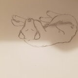 Foto van Dutchshepherdteam