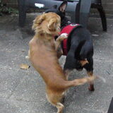 Foto van Marga en de honden Balou R.I.P., Lotus en kat Nemo.