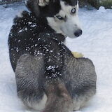 In de sneeuw met Kluif
