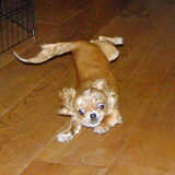 Foto van Marga en de honden Balou R.I.P., Lotus en kat Nemo.