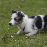 Foto van Angelique; Bruno, Charlie & Fenna