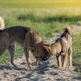 Foto van Demi - Nova, Jairo, Loki & Kaiyu