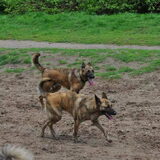 Foto van Dutchshepherdteam