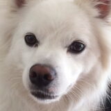 Foto van anja met Bobby(r.i.p. 25-9-25)