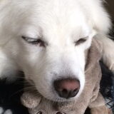 Foto van anja met Bobby(r.i.p. 25-9-25)