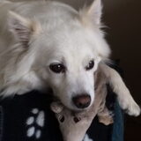Foto van anja met Bobby(r.i.p. 25-9-25)