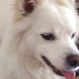 Foto van anja met Bobby(r.i.p. 25-9-25)
