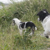 Foto van Angelique; Bruno, Charlie & Fenna