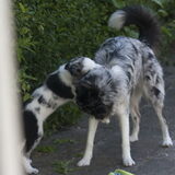 Foto van Angelique; Bruno, Charlie & Fenna