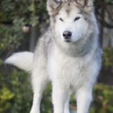 Foto van Angelique; Bruno, Charlie & Fenna