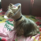 Foto van Anny en Lance