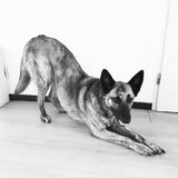 Foto van Dutchshepherdteam