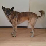 Foto van Dutchshepherdteam