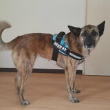 Foto van Dutchshepherdteam
