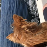 Foto van Lisa; Bobbie, Bentley & Lilly