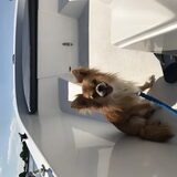 Foto van Lisa; Bobbie, Bentley & Lilly