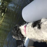 Foto van Lisa; Bobbie, Bentley & Lilly