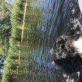 Foto van Lisa; Bobbie, Bentley & Lilly