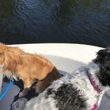 Foto van Lisa; Bobbie, Bentley & Lilly