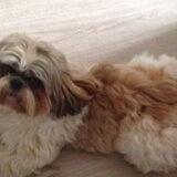 Foto van Cai de shih tzu