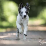 Foto van Angelique; Bruno, Charlie & Fenna