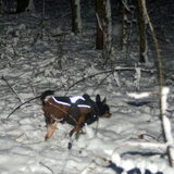 Foto van Marga en de honden Balou R.I.P., Lotus en kat Nemo.