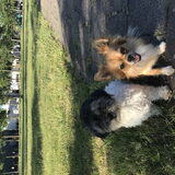 Foto van Lisa; Bobbie, Bentley & Lilly
