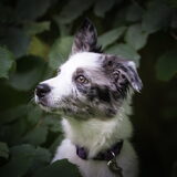 Foto van Angelique; Bruno, Charlie & Fenna