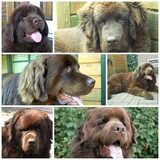 Floris van pup tot 3 jaar