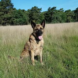 Foto van Dutchshepherdteam
