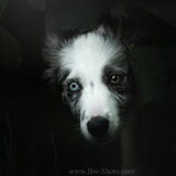 Foto van Angelique; Bruno, Charlie & Fenna
