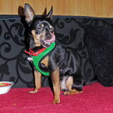 Foto van Marga en de honden Balou R.I.P., Lotus en kat Nemo.