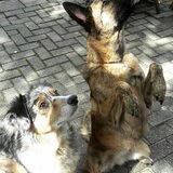 Foto van Dutchshepherdteam