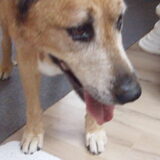 Foto van Hondenhumor Sasja de Eerste ITC-Hond die nu met pensioen is.