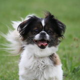 Foto van Lisa; Bobbie, Bentley & Lilly