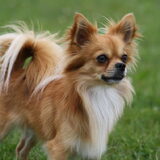 Foto van Lisa; Bobbie, Bentley & Lilly