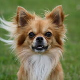 Foto van Lisa; Bobbie, Bentley & Lilly