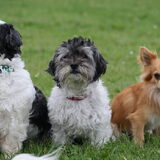 Foto van Lisa; Bobbie, Bentley & Lilly