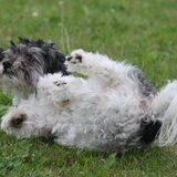 Foto van Lisa; Bobbie, Bentley & Lilly