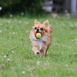 Foto van Lisa; Bobbie, Bentley & Lilly