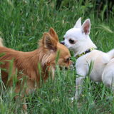 Foto van Lisa; Bobbie, Bentley & Lilly